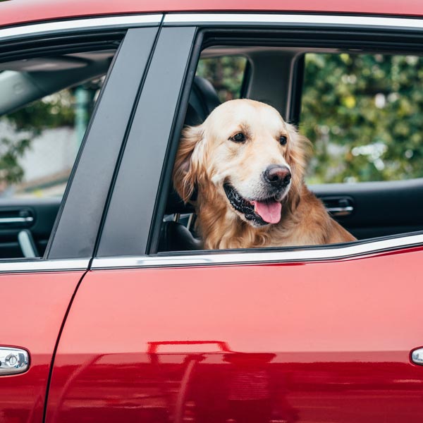 Canines and Car Rides How to keep your dog safe