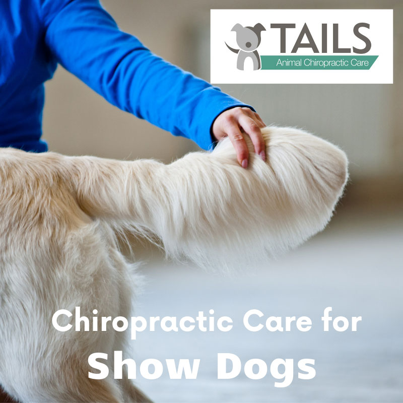 chiropractic care for show dogs