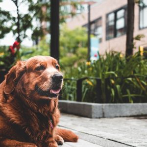 Give Your Senior Pup Some Extra TLC