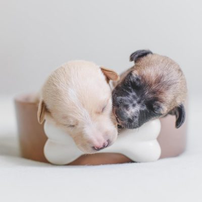 Chiropractic Care can be Beneficial for Puppies