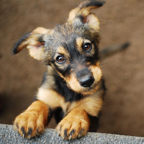 Dog Back Pain 4 Signs Your Dog Is Experiencing Back Pain