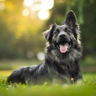 3 Powerful Ways to Support Your Dog’s Immune System