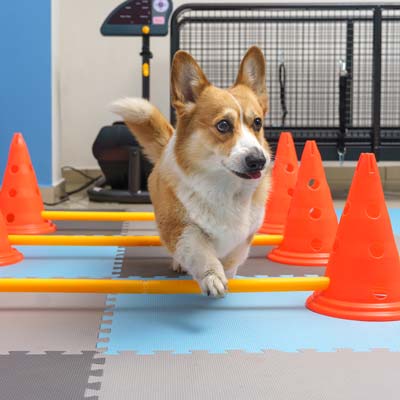 How Much Exercise Does My Dog Need Every Day?