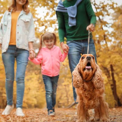 5 Ways to Protect Your Pet’s Health in Autumn