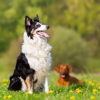5 Ways That Your Pet Can Benefit from Pet Chiropractic