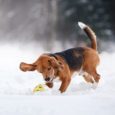 Doggy Paws & Winter Wonderland