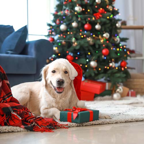 Why Chiropractic Care is the Best Gift You Can Give Your Pet in the New Year