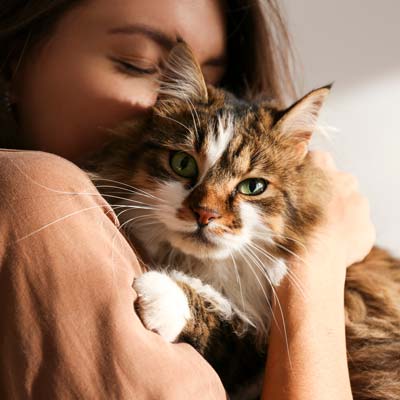 Why Cats Need Chiro Care, Too