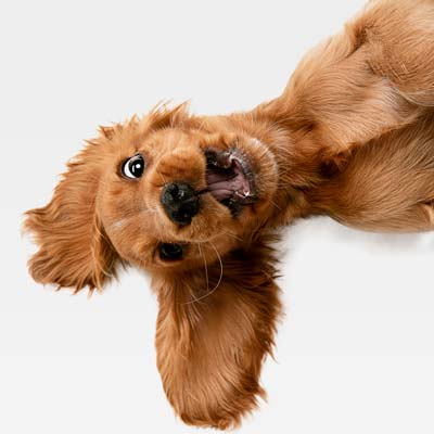 How Pet Chiropractic Care Can Help Improve Your Dog’s Behavior