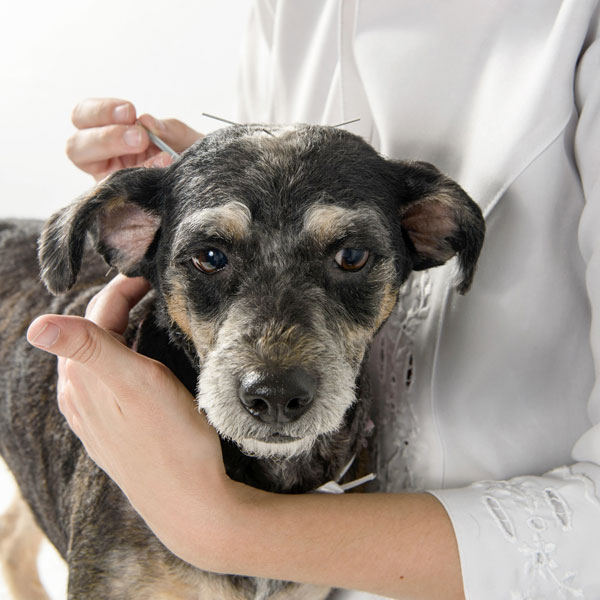 Acupuncture for dogs and cats by Tails Chiro Care in Colorado