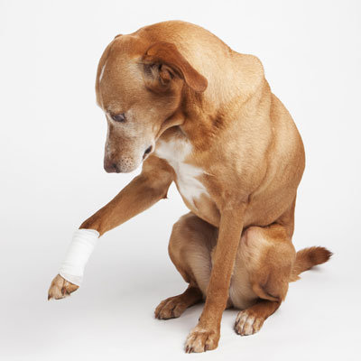 Understanding Why Your Pet is Limping and How You Can Help