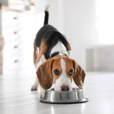 What to Do When Your Dog Eats Something Toxic