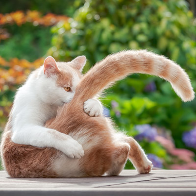 Animal Chiropractic for Tail Bone Injuries