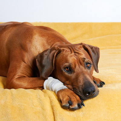 Dog Joint Pain Relief