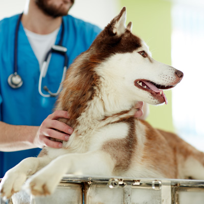 senior dog care