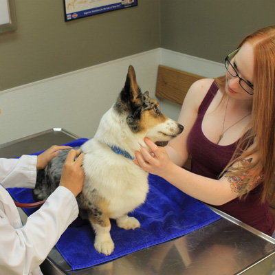 Cold Laser Therapy for Dogs