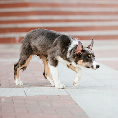 Gait Abnormalities in Dogs