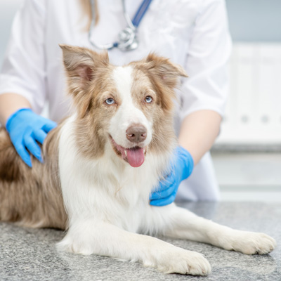 Is Dog Chiropractic Safe?