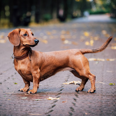 Top Vagus Nerve Symptoms in Dogs