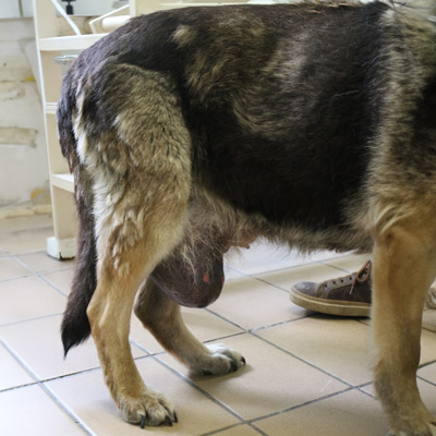 Trouble Rising in Dog