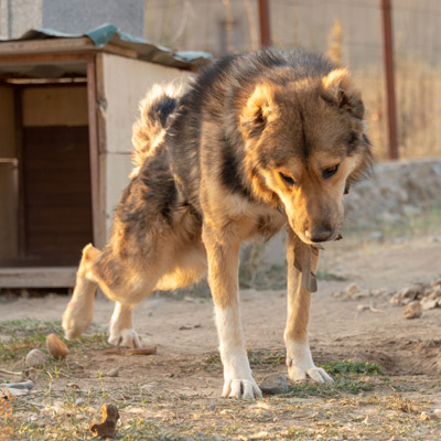 dog stiff in the morning