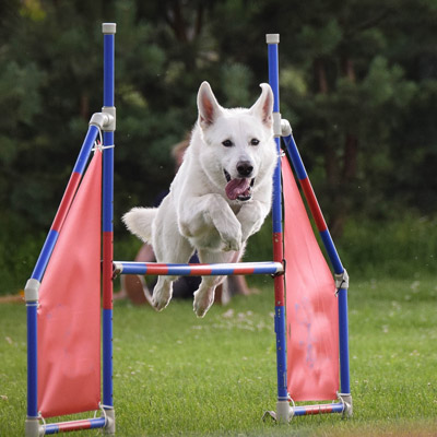 Chiropractic for agility dogs