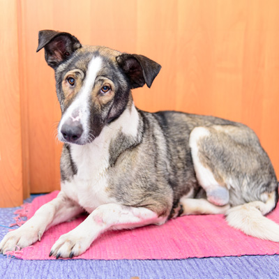 behavioral changes dog