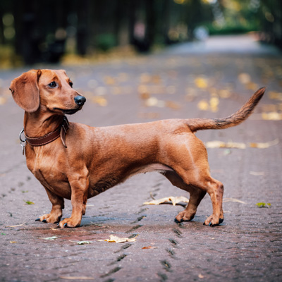 senior dog slowing down