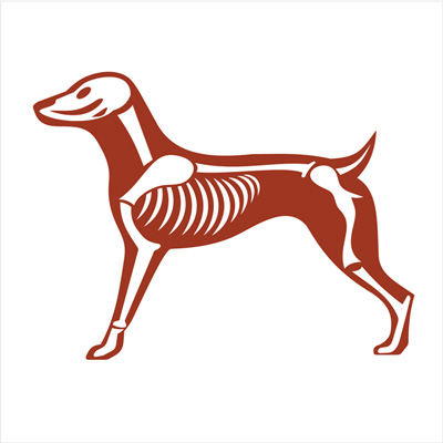 spinal misalignment in dogs