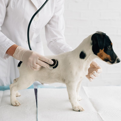 can my vet work together with a chiropractor can my vet work together with a chiropractor