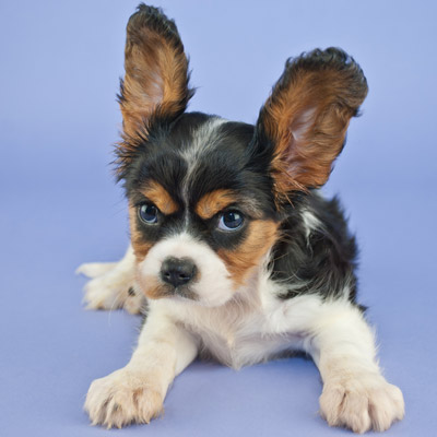 hidden signs of discomfort in dogs