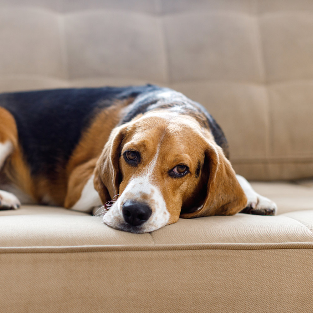 Shockwave Therapy for Dogs - Tails Chiro Care