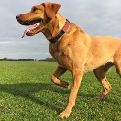 muscle strains in dogs