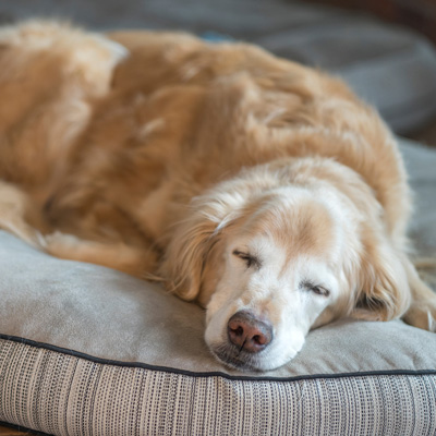 the benefits of acupuncture for senior pets the benefits of acupuncture for senior pets