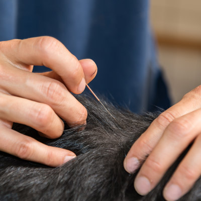 animal chiropractic vs acupuncture