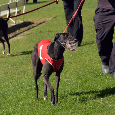 sports injuries in dogs