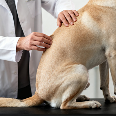 Chiropractic Care for Dogs with Neurological Disorders