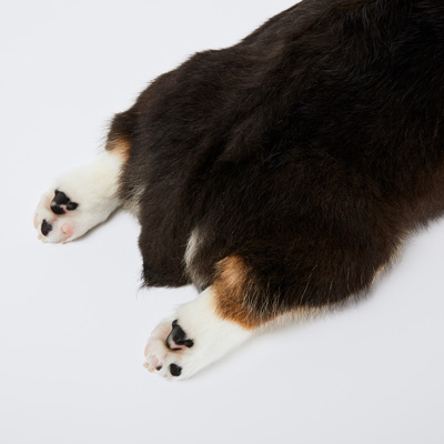 Limber Tail Syndrome in Dogs