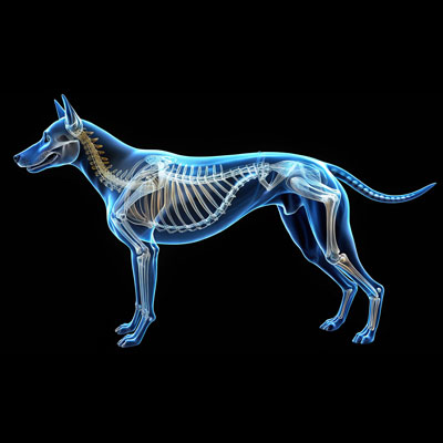 Degenerative Disc Disease in Dogs