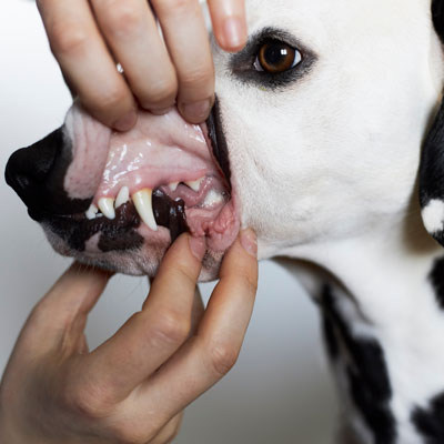 Jaw Pain in Dogs