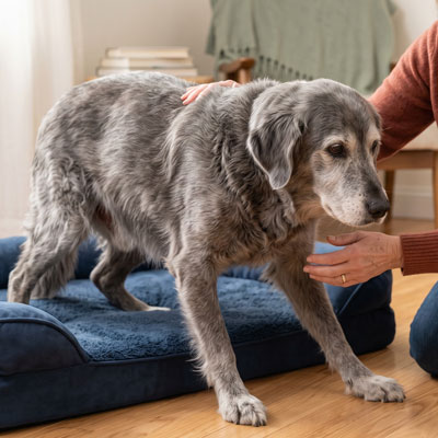 Natural Mobility Support for Senior Dogs Natural Mobility Support for Senior Dogs